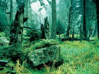 Image of forests in the Harz Mountains.